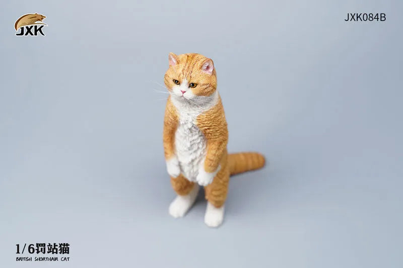 1/6 British Short Hair Bㅤ – JXK Studio – ActionFigureBrasil