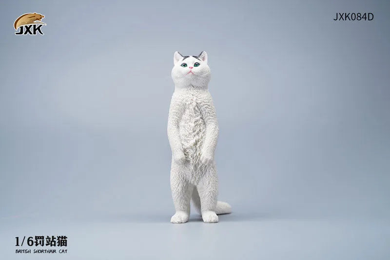1/6 British Short Hair Dㅤ – JXK Studio – ActionFigureBrasil