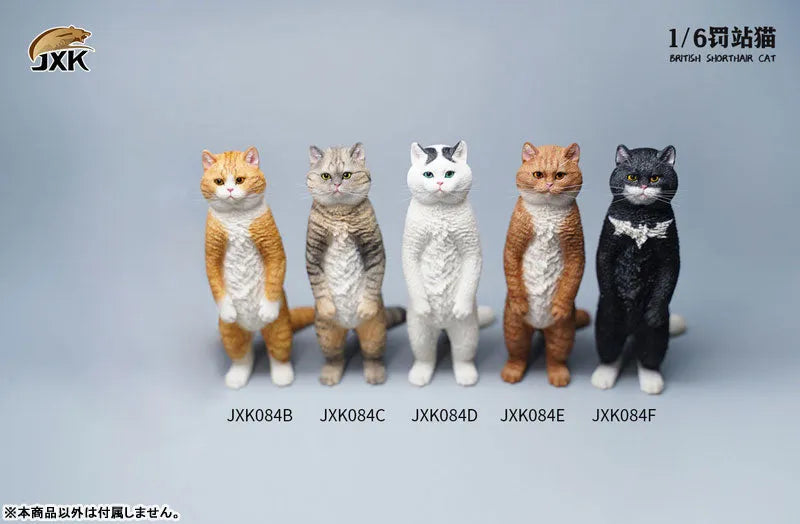 1/6 British Short Hair Dㅤ – JXK Studio – ActionFigureBrasil