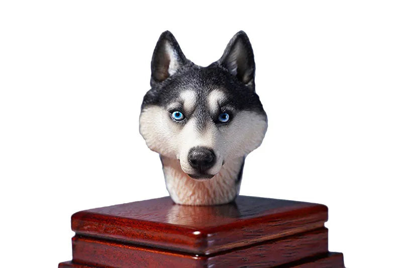 1/6 Head Husky Cㅤ – Mos Toys – ActionFigureBrasil