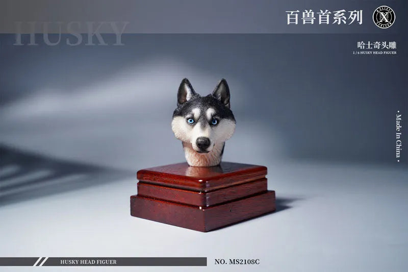 1/6 Head Husky Cㅤ – Mos Toys – ActionFigureBrasil