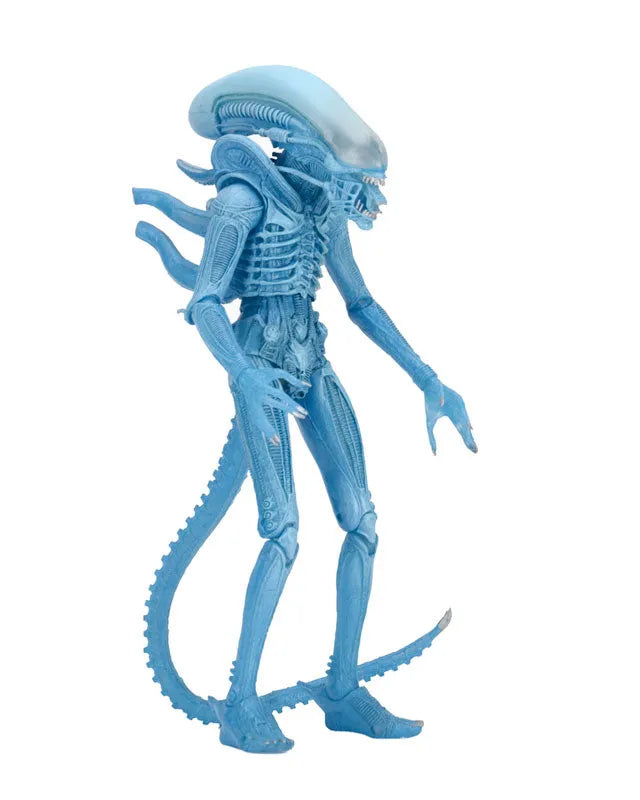 Alien - 7 Inch Action Figure Series 11: Alien Warrior (Clear Blue)ㅤ – NECA – ActionFigureBrasil
