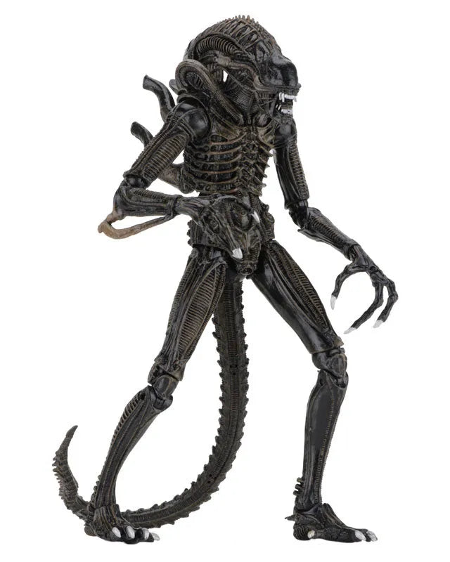 Alien - Alien Warrior Ultimate 7 Inch Action Figure: 2Type Set(Provisional Pre-order)ㅤ – NECA – ActionFigureBrasil