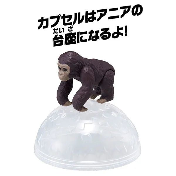 Ania AC-03 Gorilla (Child)ㅤ – Takara Tomy – ActionFigureBrasil