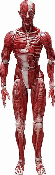 Figma #SP-142 - The Table Museum - Human Body Model (FREEing)ㅤ – FREEing – ActionFigureBrasil