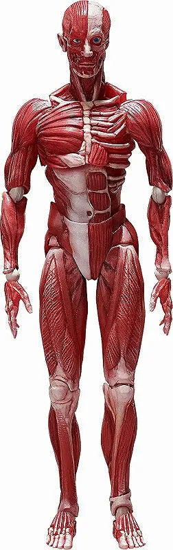 Figma #SP-142 - The Table Museum - Human Body Model (FREEing)ㅤ – FREEing – ActionFigureBrasil