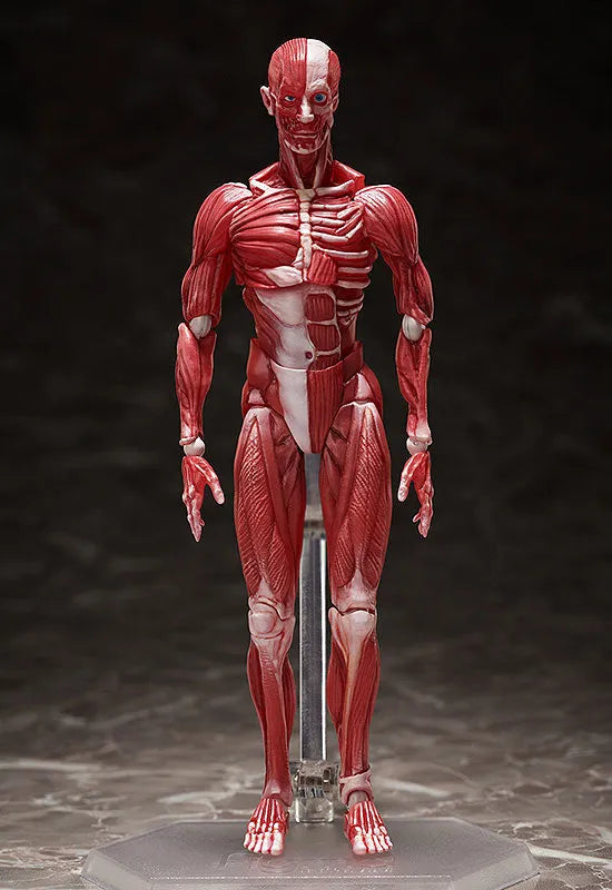 Figma #SP-142 - The Table Museum - Human Body Model (FREEing)ㅤ – FREEing – ActionFigureBrasil
