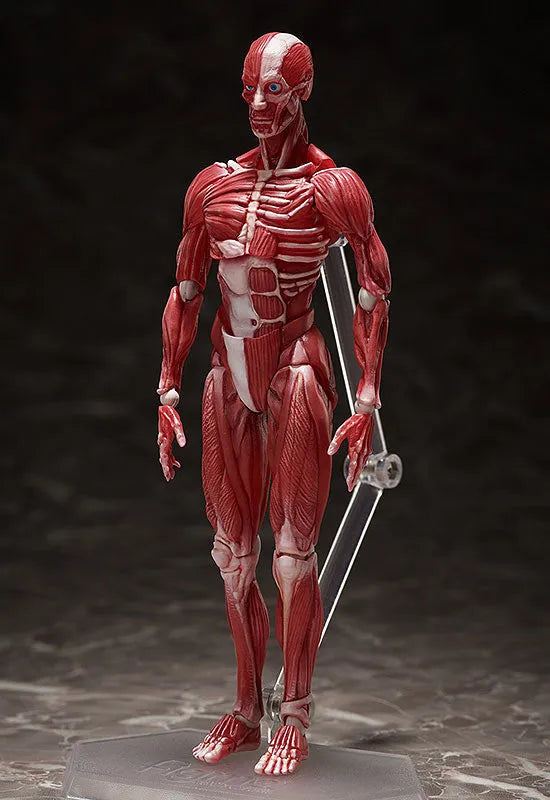 Figma #SP-142 - The Table Museum - Human Body Model (FREEing)ㅤ – FREEing – ActionFigureBrasil