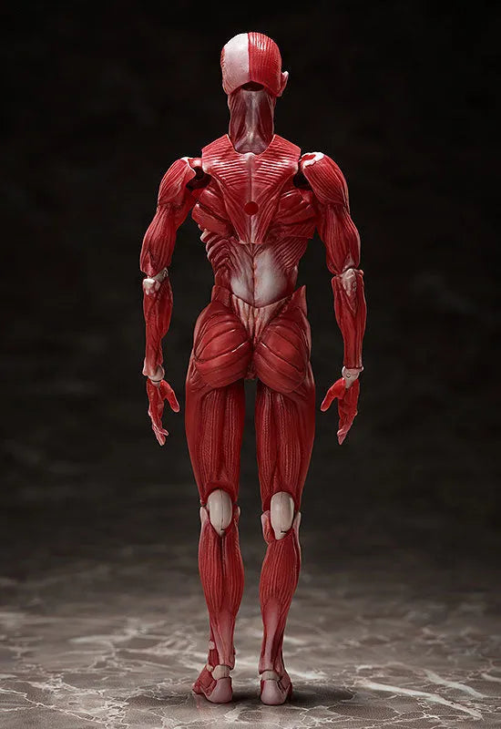 Figma #SP-142 - The Table Museum - Human Body Model (FREEing)ㅤ – FREEing – ActionFigureBrasil