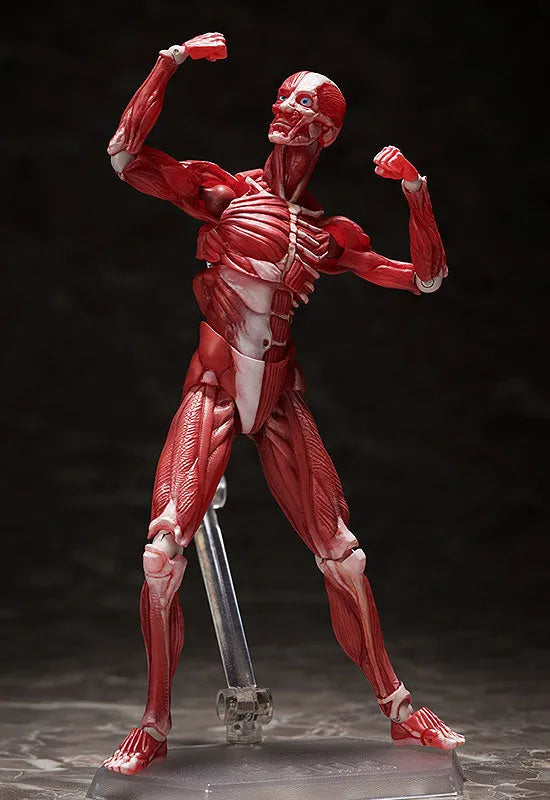 Figma #SP-142 - The Table Museum - Human Body Model (FREEing)ㅤ – FREEing – ActionFigureBrasil