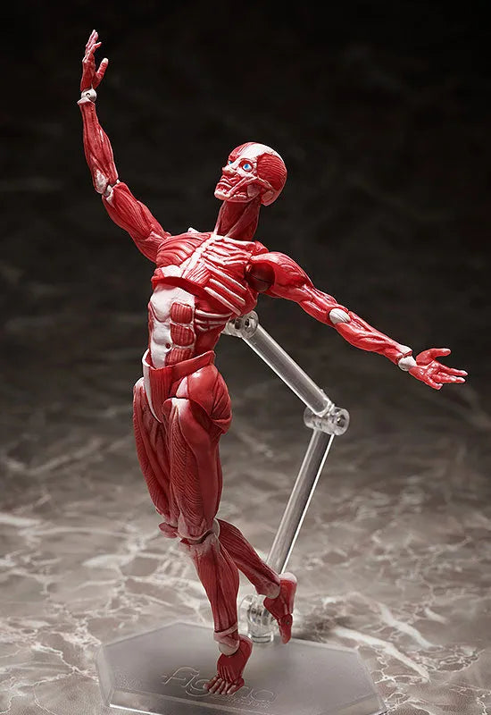 Figma #SP-142 - The Table Museum - Human Body Model (FREEing)ㅤ – FREEing – ActionFigureBrasil