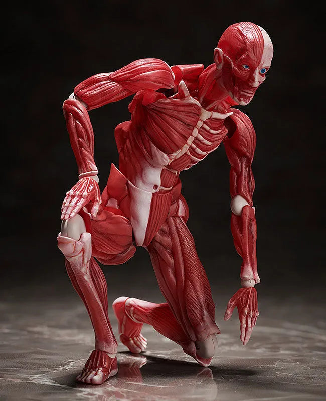 Figma #SP-142 - The Table Museum - Human Body Model (FREEing)ㅤ – FREEing – ActionFigureBrasil