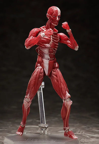 Figma #SP-142 - The Table Museum - Human Body Model (FREEing)ㅤ – FREEing – ActionFigureBrasil — com base expositora