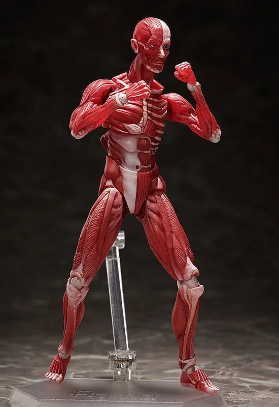 Figma #SP-142 - The Table Museum - Human Body Model (FREEing)ㅤ – FREEing – ActionFigureBrasil