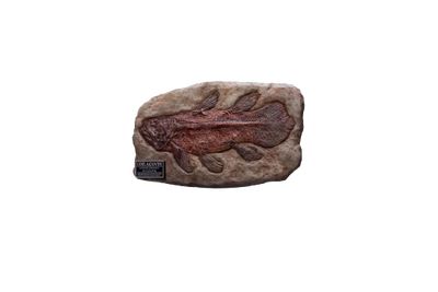 Wonders Of The Wild - Coelacanth - Fossil Replica (Star Ace Toys)ㅤ – Star Ace Toys – ActionFigureBrasil