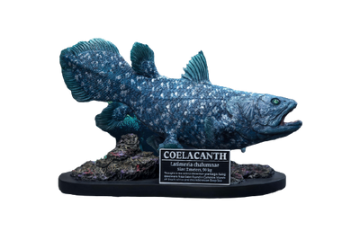 Wonders Of The Wild - Coelacanth - Polyresin Statue (Star Ace Toys)ㅤ – Star Ace Toys – ActionFigureBrasil